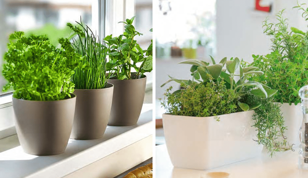 herbs pots garden id