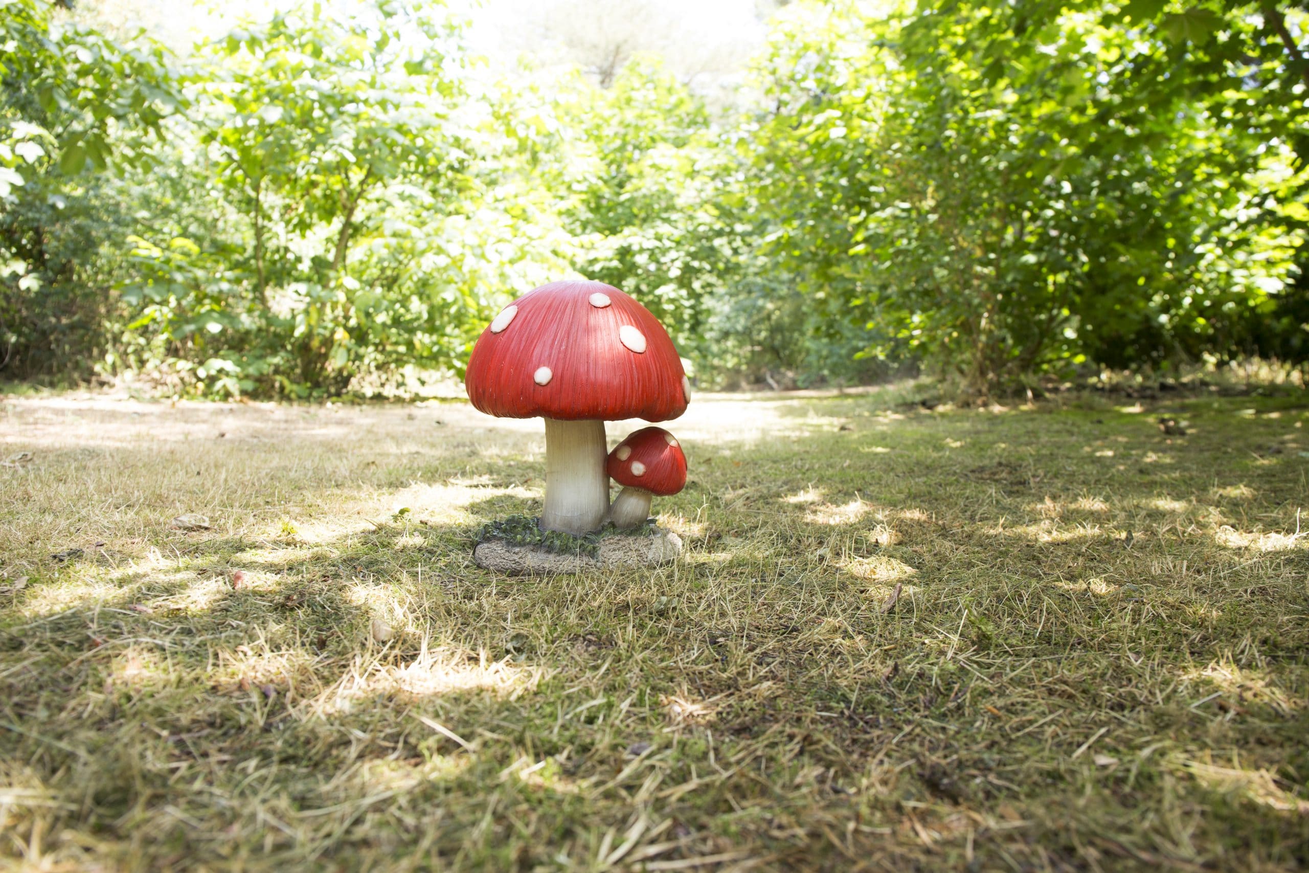 Duo de champignons rouges