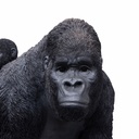 11154060 - GID - Ornaments - XXL Walking Gorilla + Baby -12 -zoom1-1.jpg